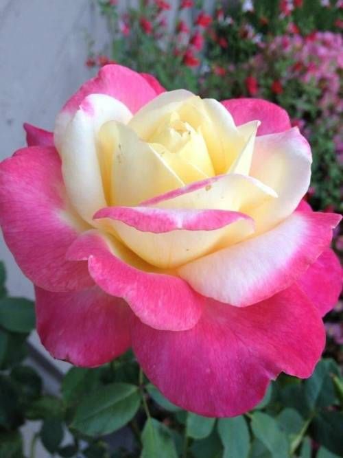 The 10 most beautiful pink roses in the world. Tiny Garden