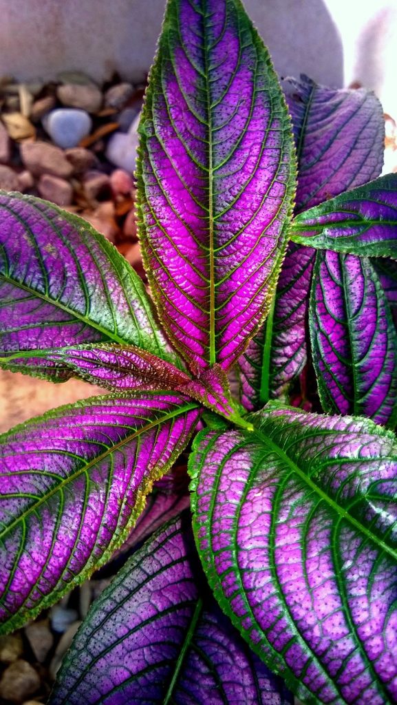 Guide to Growing and Caring for Persian Shield Plants Tiny Garden