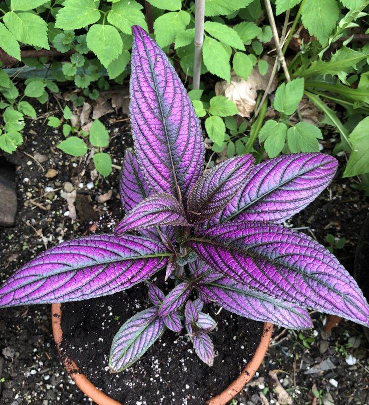 Guide to Growing and Caring for Persian Shield Plants Tiny Garden