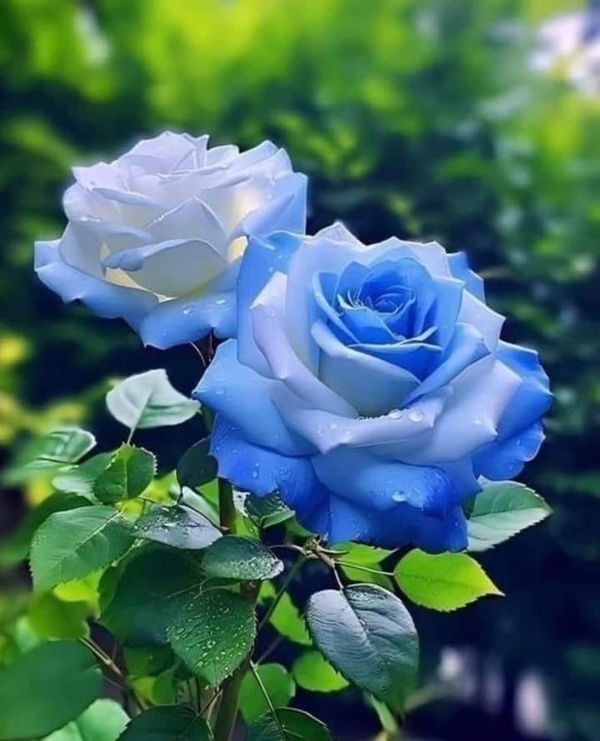 Caring for Roses in Hot Weather Conditions Tiny Garden