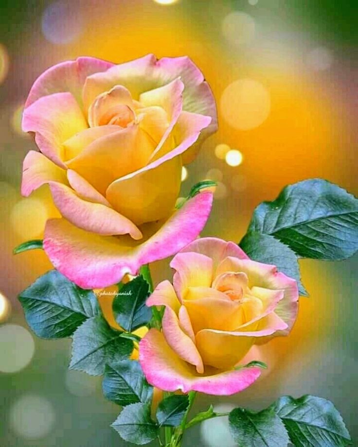 Caring for Roses in Hot Weather Conditions Tiny Garden