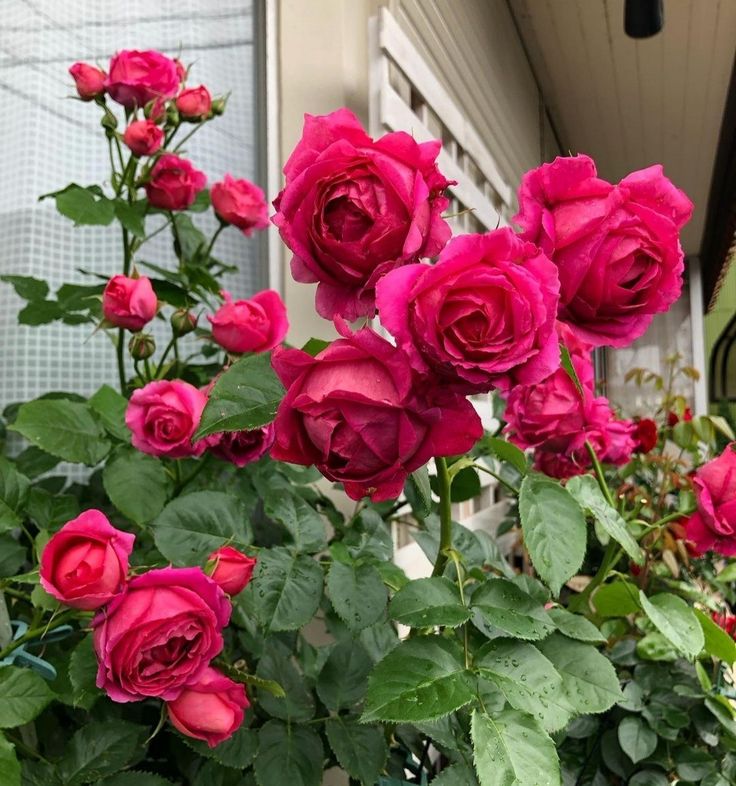 10 tips to keep roses fresh for a longer time. Tiny Garden