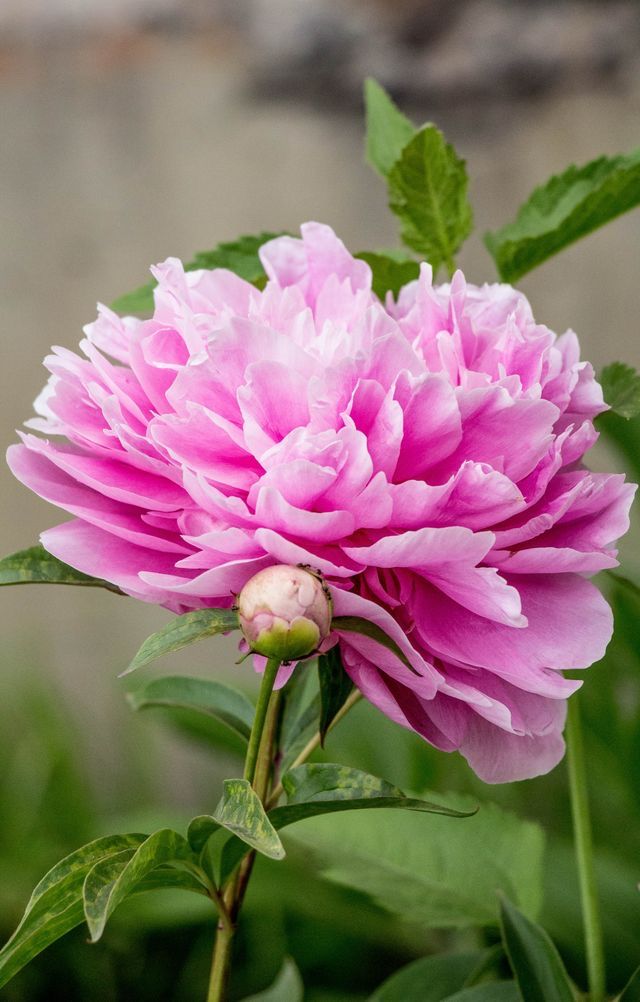 Troubleshooting Yellowing Leaves on Peonies Tiny Garden