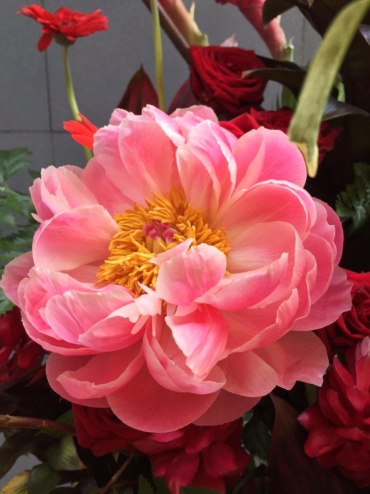 Troubleshooting Yellowing Leaves on Peonies Tiny Garden