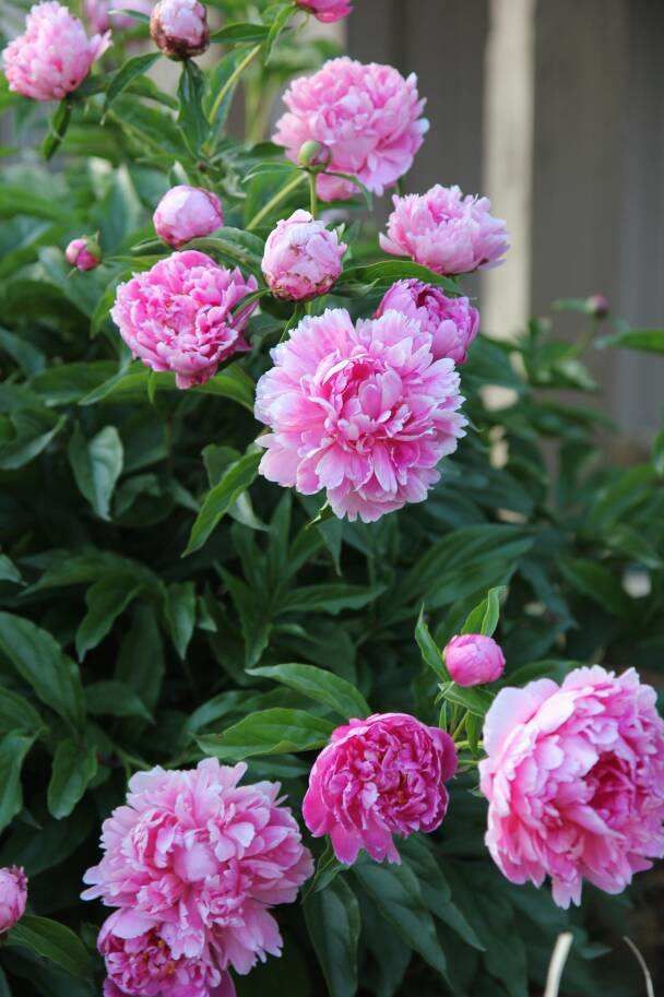Feeding Peonies with Organic Fertilizers Nourishing Your Garden