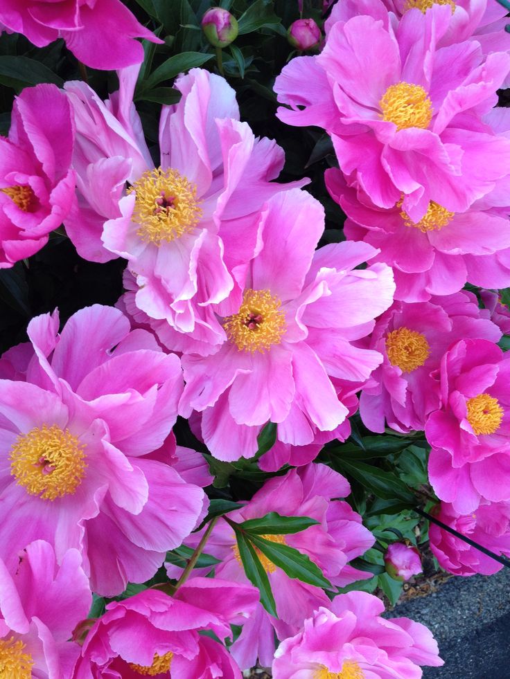 Flower Power Utilizing FlowerFriendly Composting Techniques for