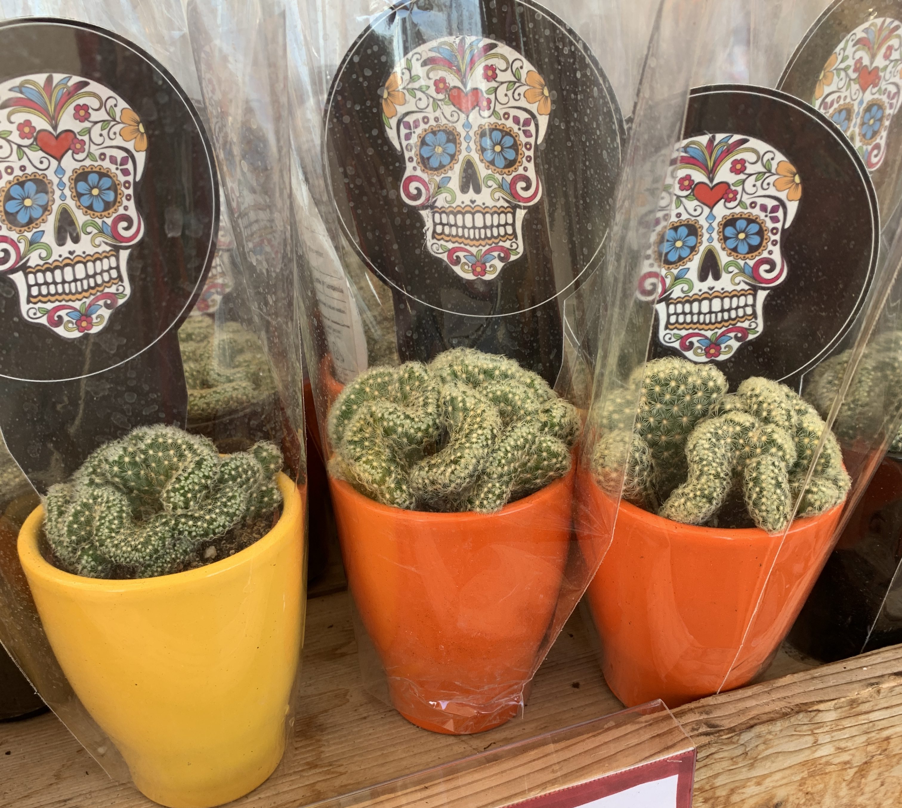 This Brain Cactus from Trader Joe's Is Spiking in Popularity Tinybeans