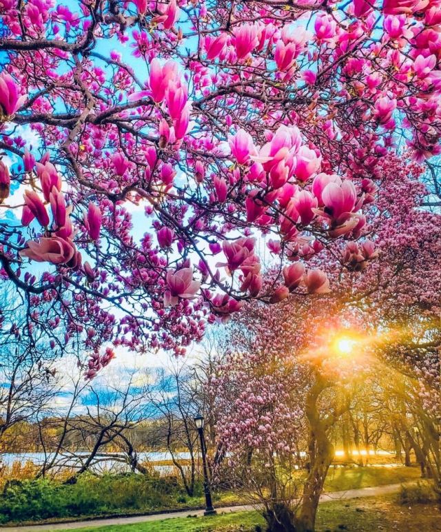 Spring Flowers In New York State Best Flower Site