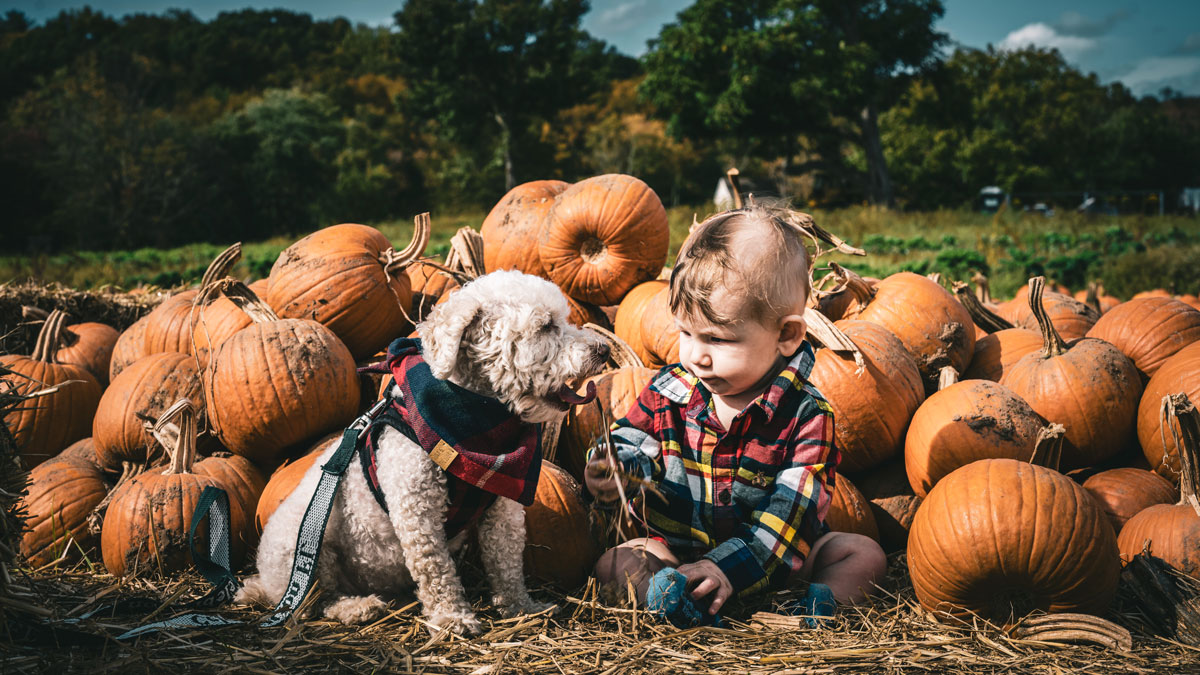 Oh My Gourd We Found the DMV's Best Pumpkin Patches Tinybeans