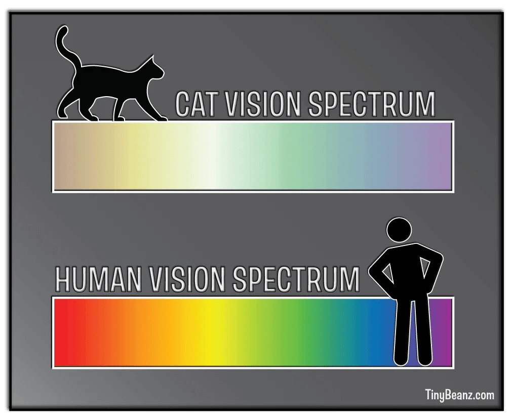 What Do Cats See Understanding Their Unique Vision Tiny Beanz