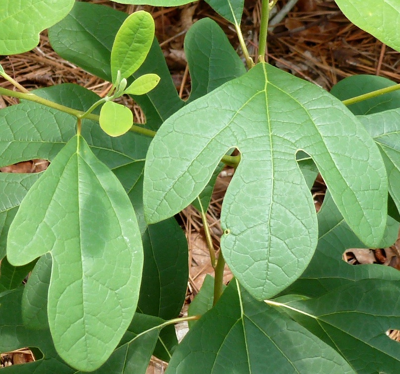 wild grapes Tinycamper's Blog