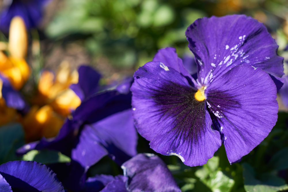 Are Pansies Perennials That Will Come Back After Winter? Tiny Changes