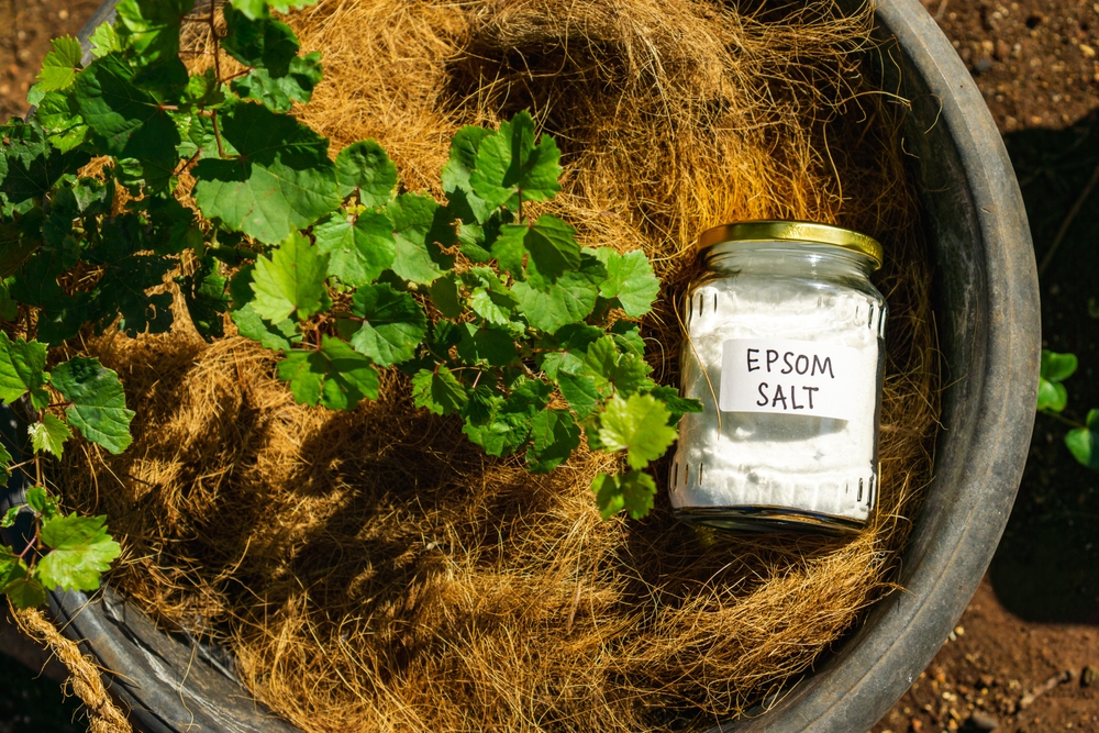 Follow This Recipe With Epsom Salt to Deter Aphids From Your Garden