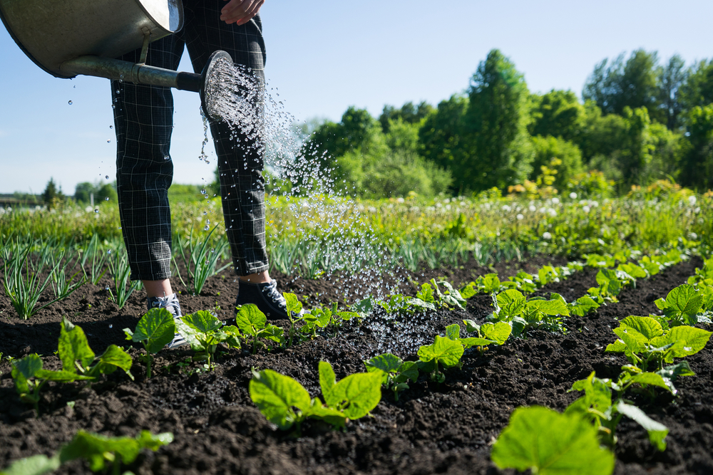 7 Watering Mistakes You Should Avoid at All Costs in Your Garden Tiny