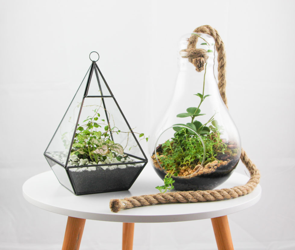 Entretien pour terrarium et conseils pour l'arrosage