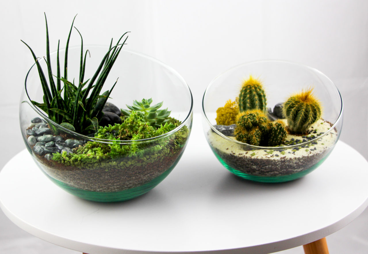 Entretien pour terrarium et conseils pour l'arrosage