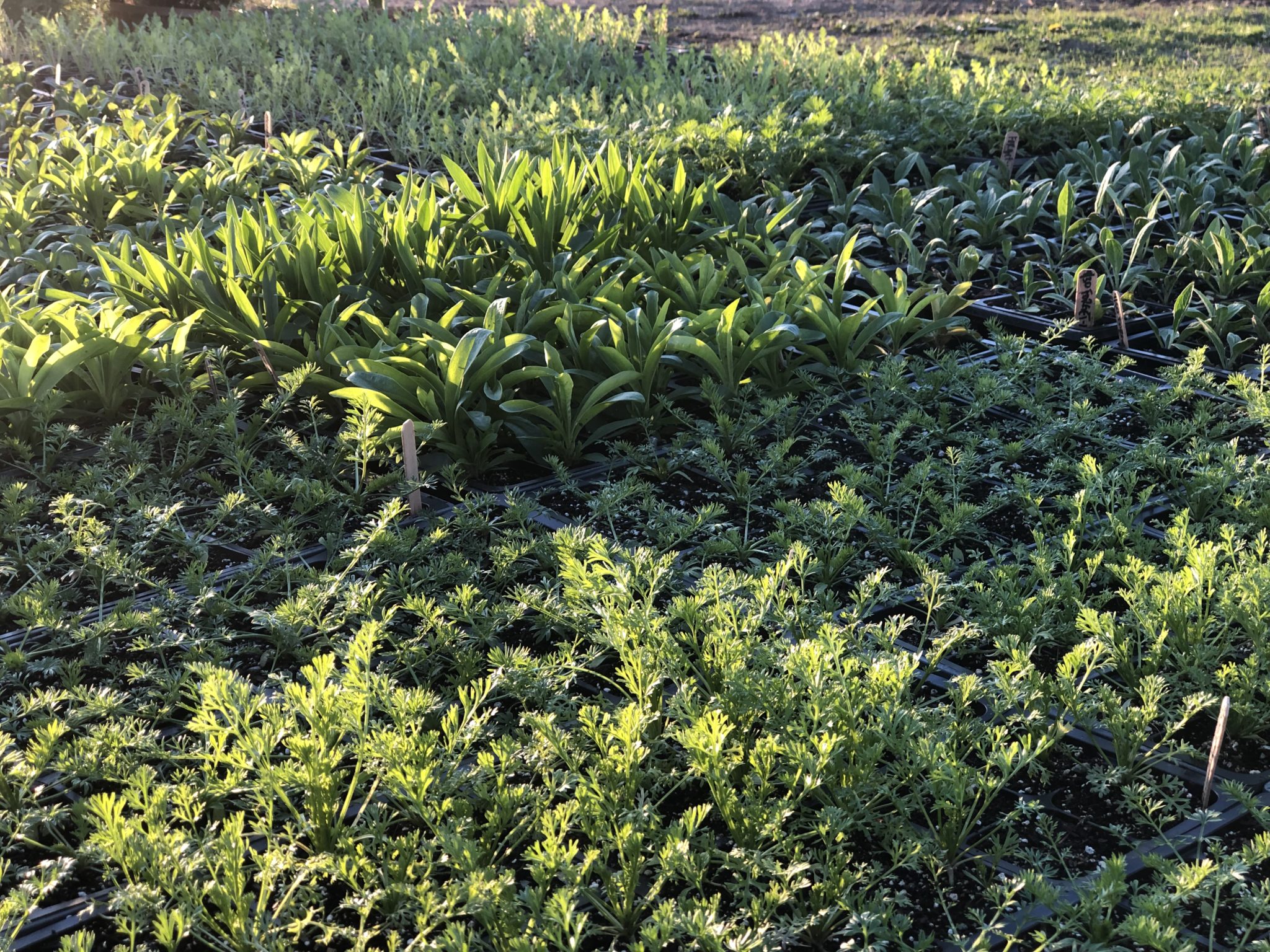 Plant Sale CutFlower Seedlings
