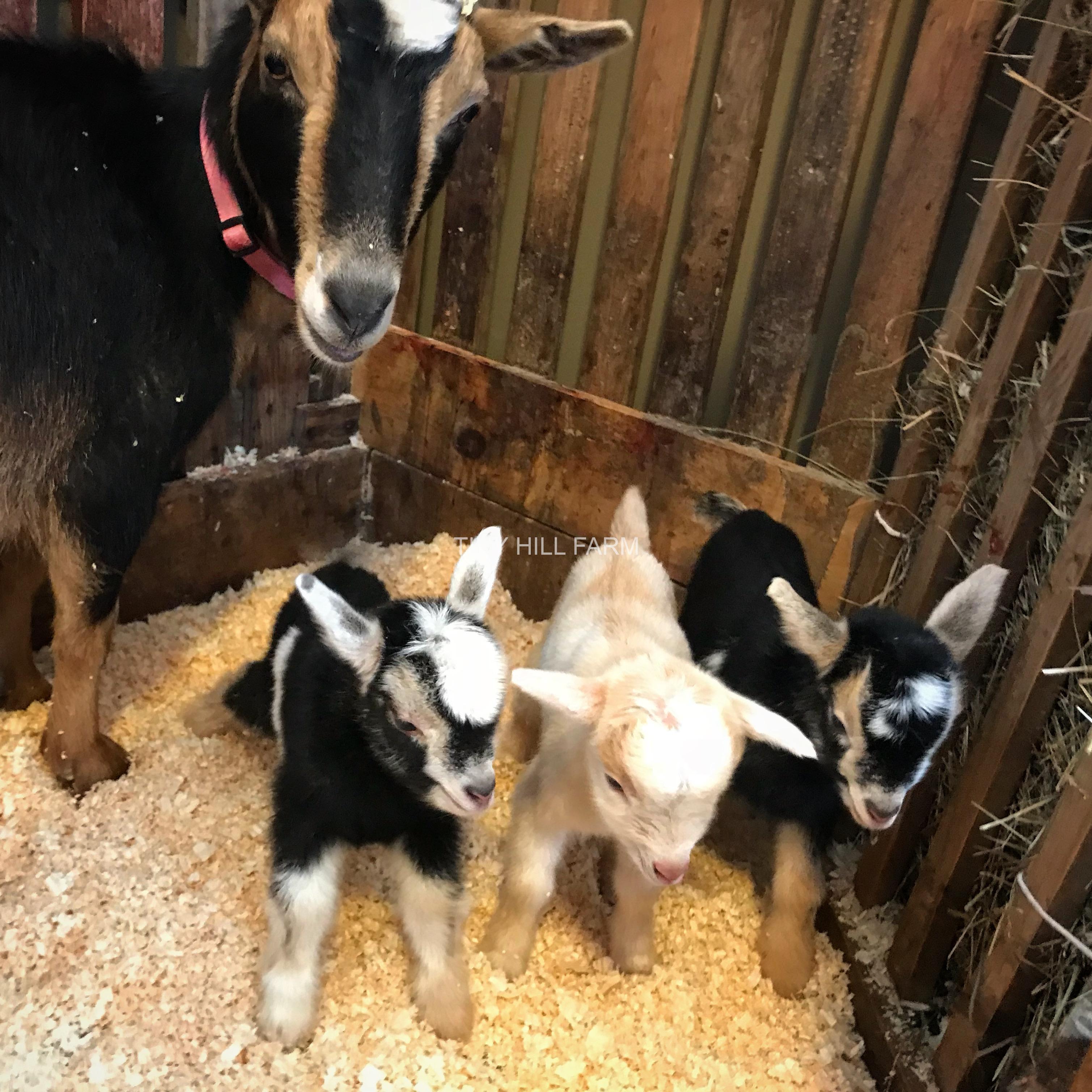 Goat Artificial Insemination class at Tiny Hill Farm Tiny Hill Farm