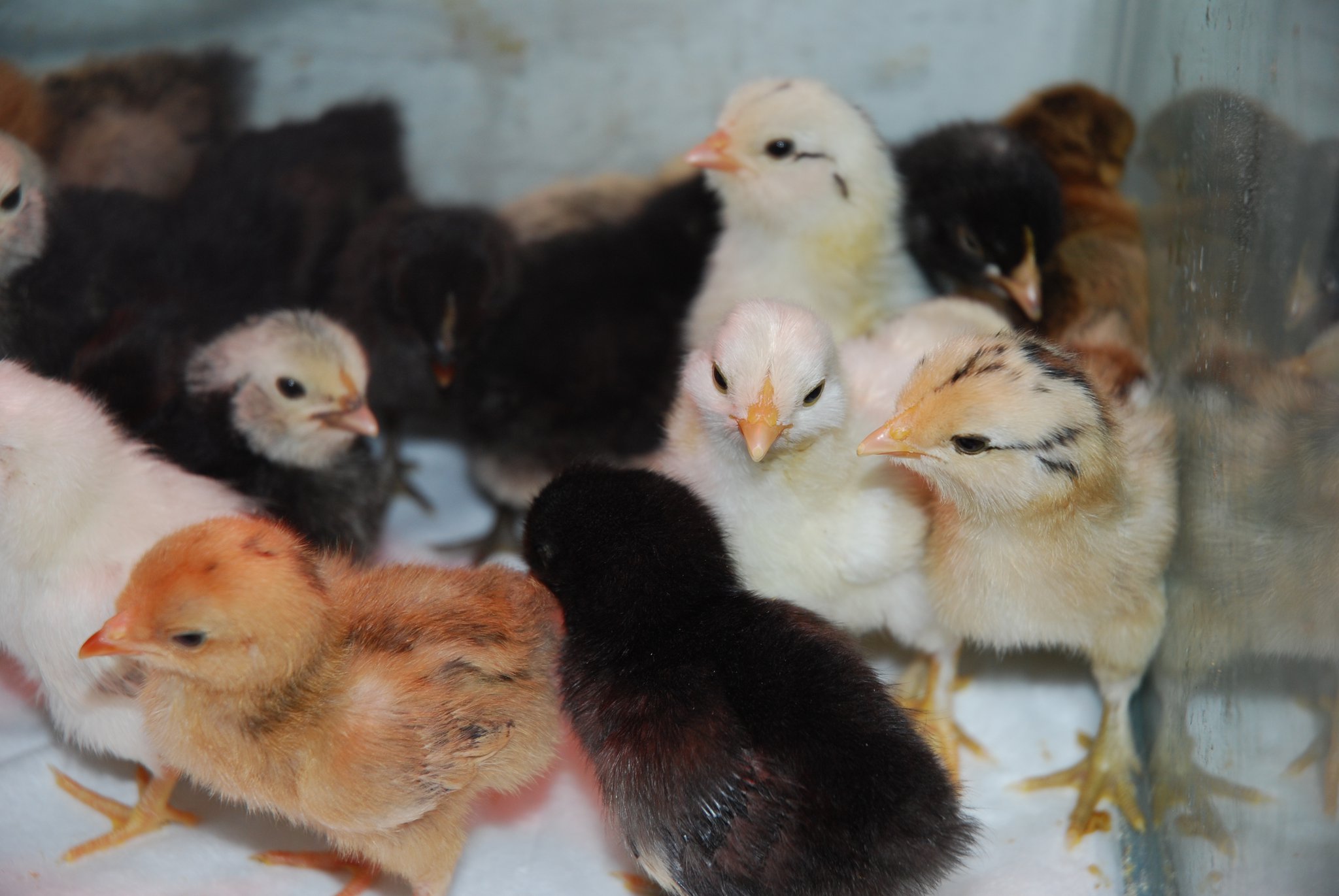 Bantam chicks for sale Tiny Hill Farm