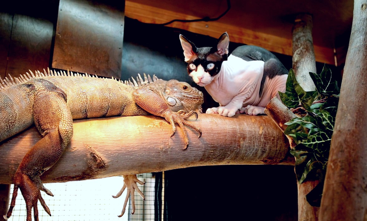 Tiny House Expedition His 10ft Wide Tiny House with Exotic Pets