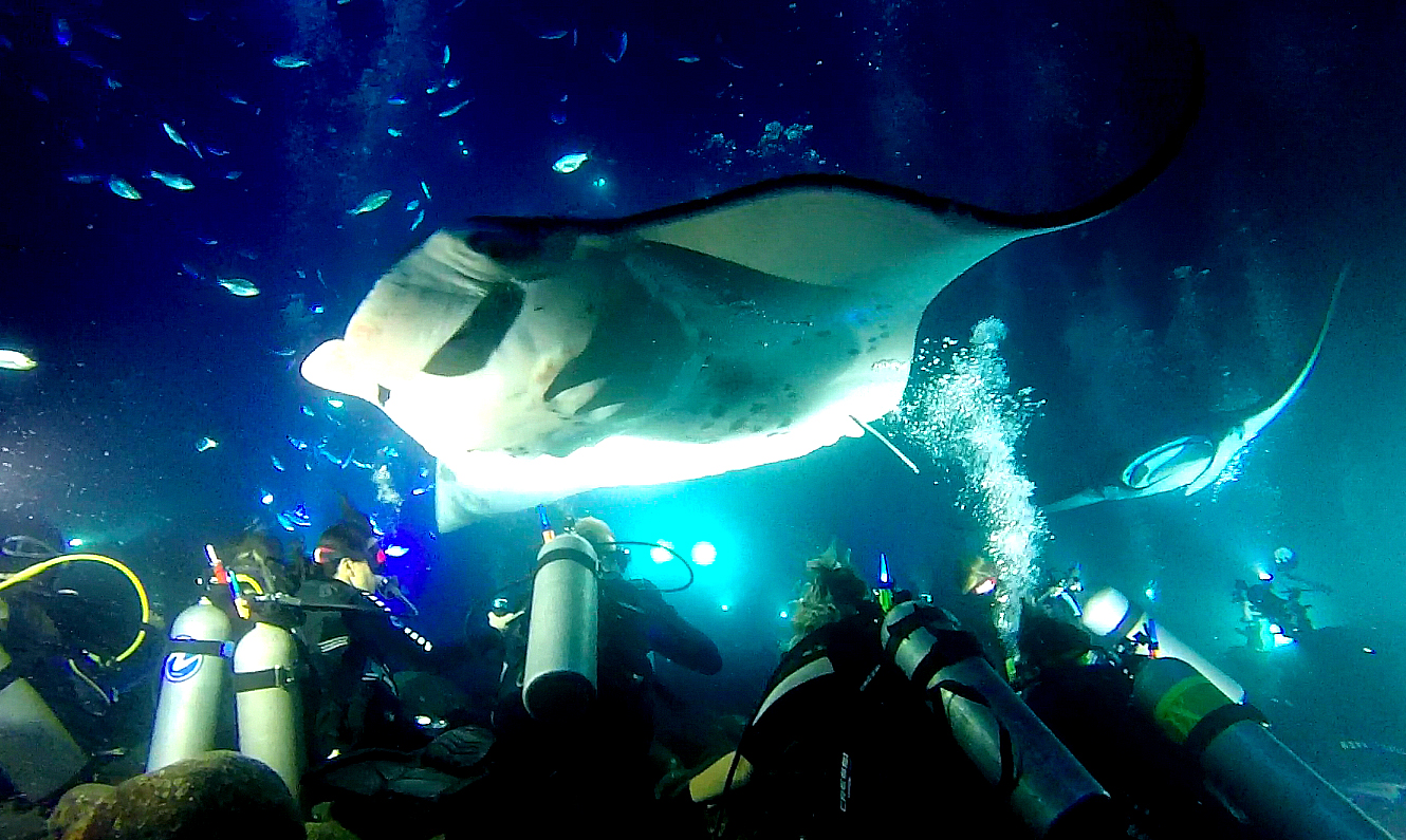 Scuba Diving with GIANT MANTA RAYS on the Big Island, Hawaii