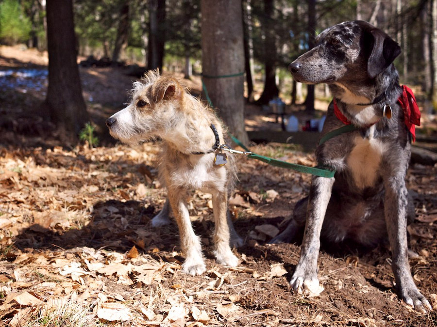 Beaver Brook Cabin Tiny House Swoon