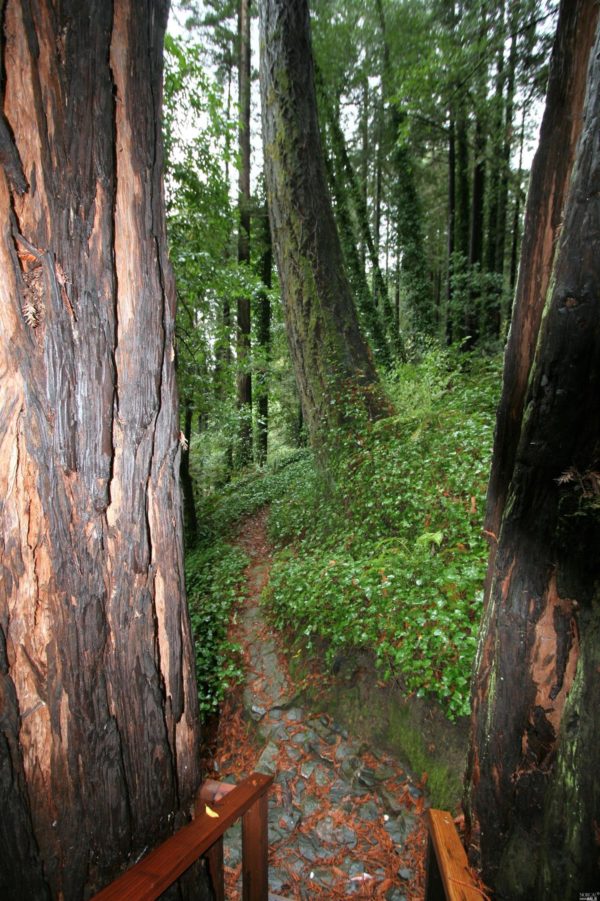 Little Hawaiianstyle Cabin in Monte Rio, California (For Sale)