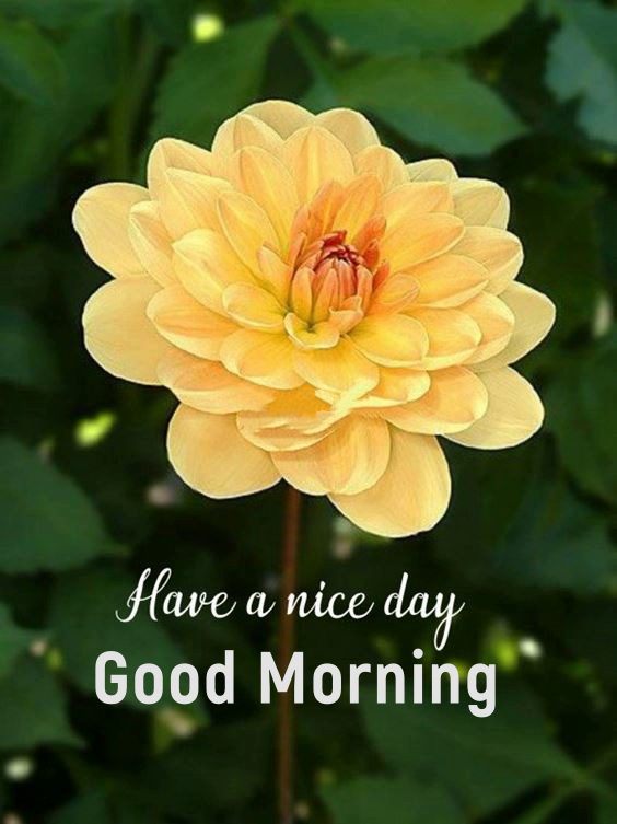 42 New Good Morning Images With Quotes, Pictures to Start Your Day — Rise & Shine! Tiny Inspire