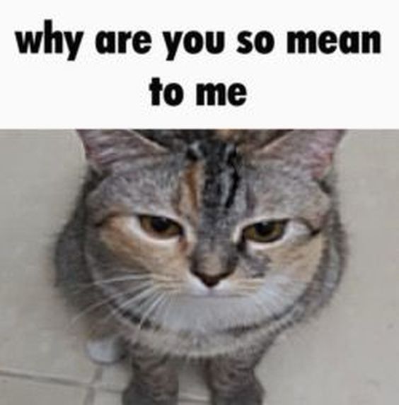 55 Cute And Funny Cat Memes Tiny Inspire