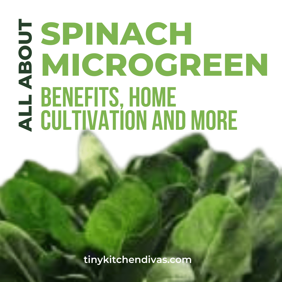 All About Spinach Microgreens Benefits, Home Cultivation And More