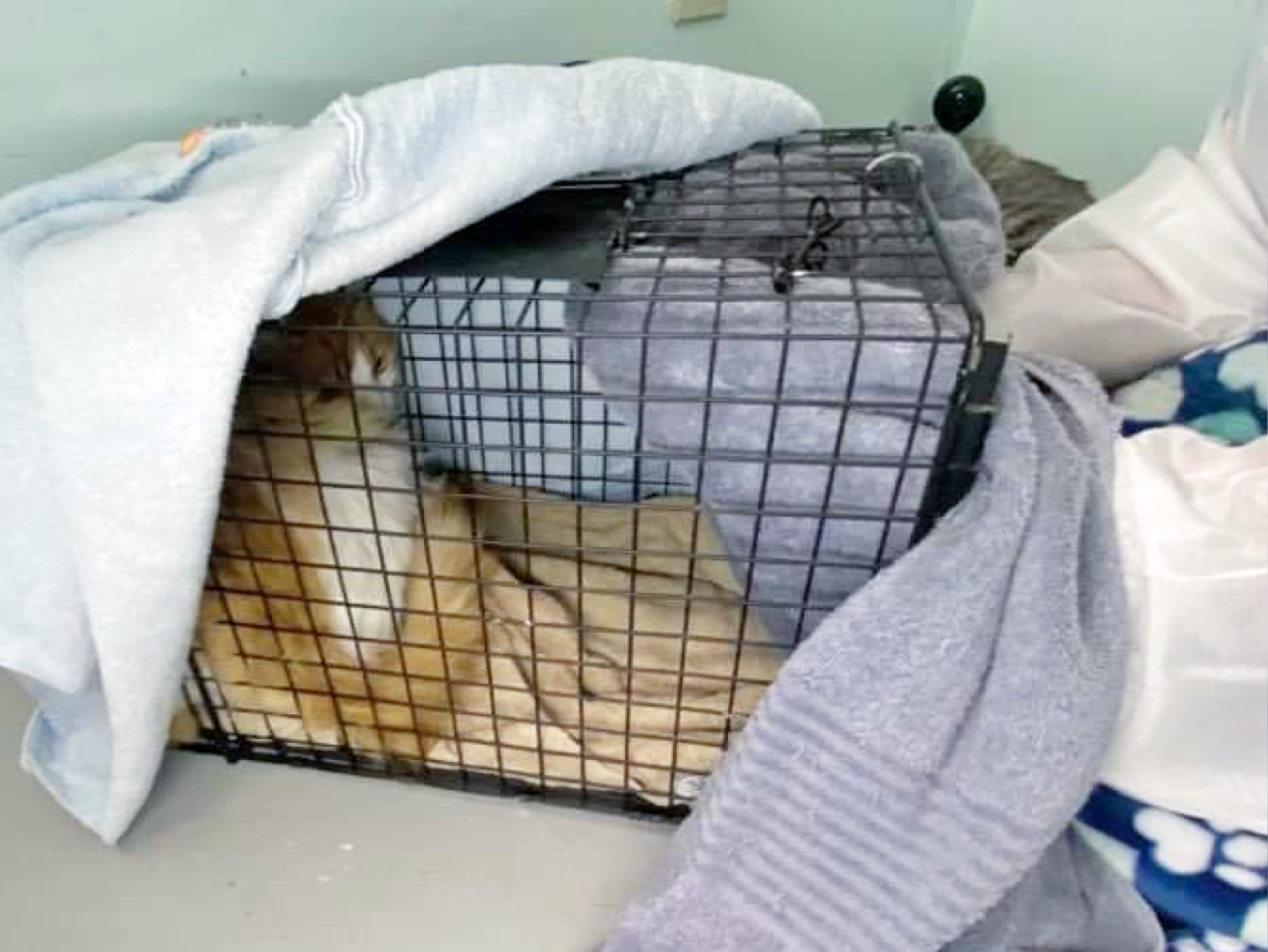 tinykittens how to handle and treat feral cats