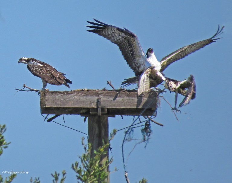 Teen Moods. Flying Feathers. And Other Excitement at the Osprey Nest