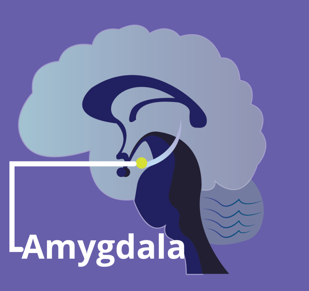 Fear Politics How politicians control you with Amygdala & Frontal lobe