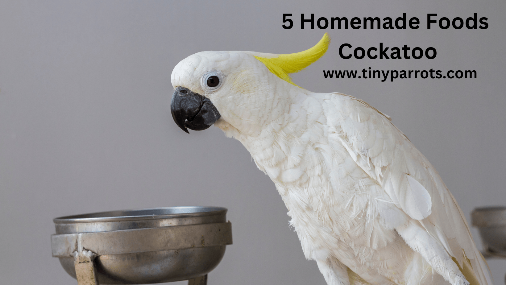 5 Homemade Foods for Cockatoo Recipes, Preparation, and Descriptions