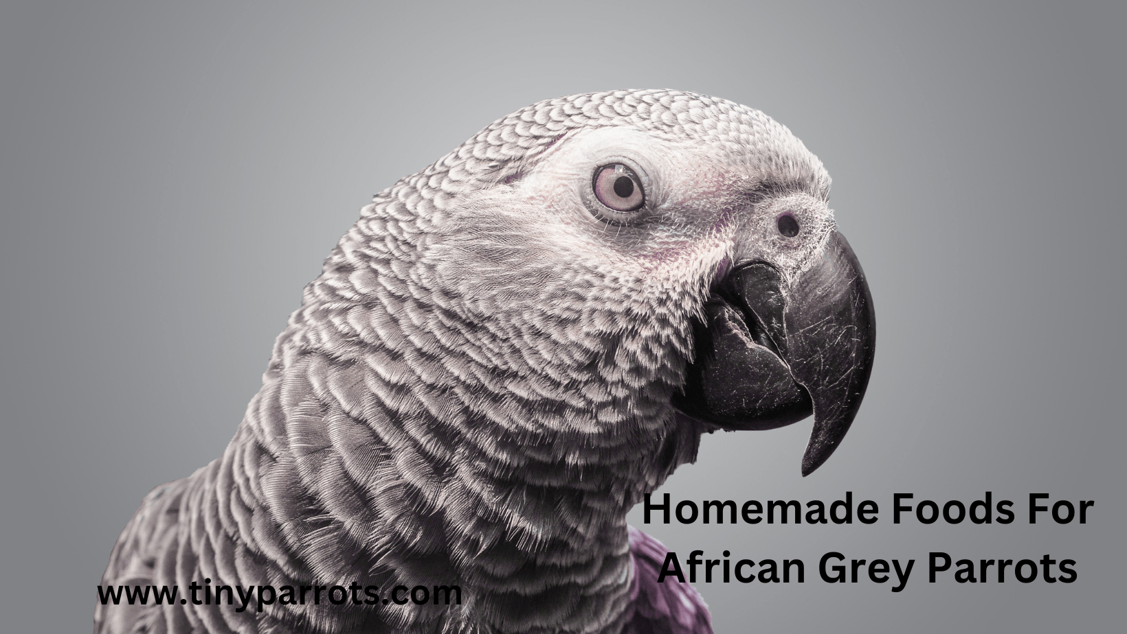 5 Homemade Delights for Your African Grey Parrots Tiny parrots