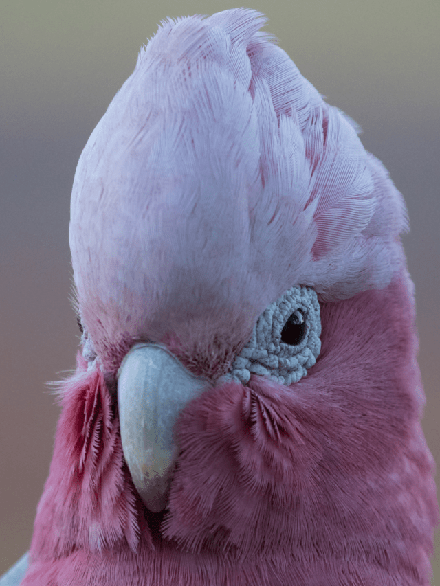 Top 10 foods for Galah Cockatoo Tiny parrots