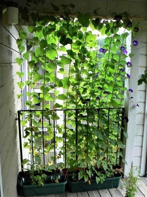 Small Apartment Patio Privacy Ideas Patio Ideas