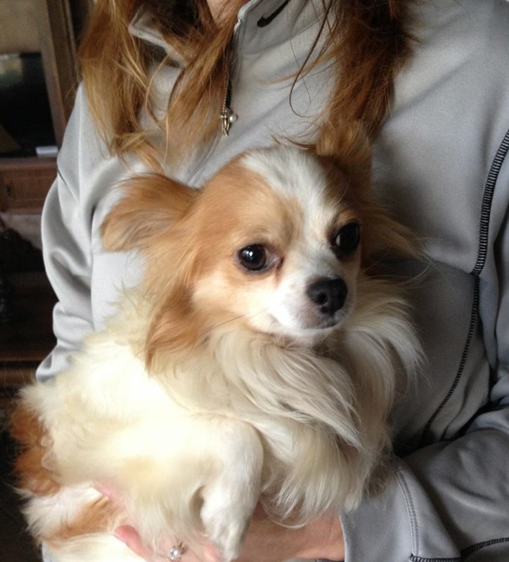 Sweet Spice Needs Surgery Donate Here · Tiny Paws & Chi