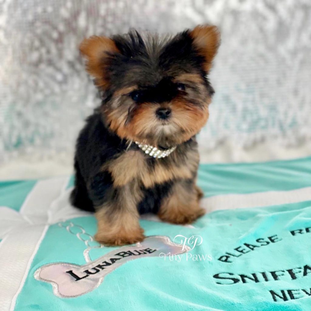 Poppy Tiny Teacup Yorkie Tiny Paws