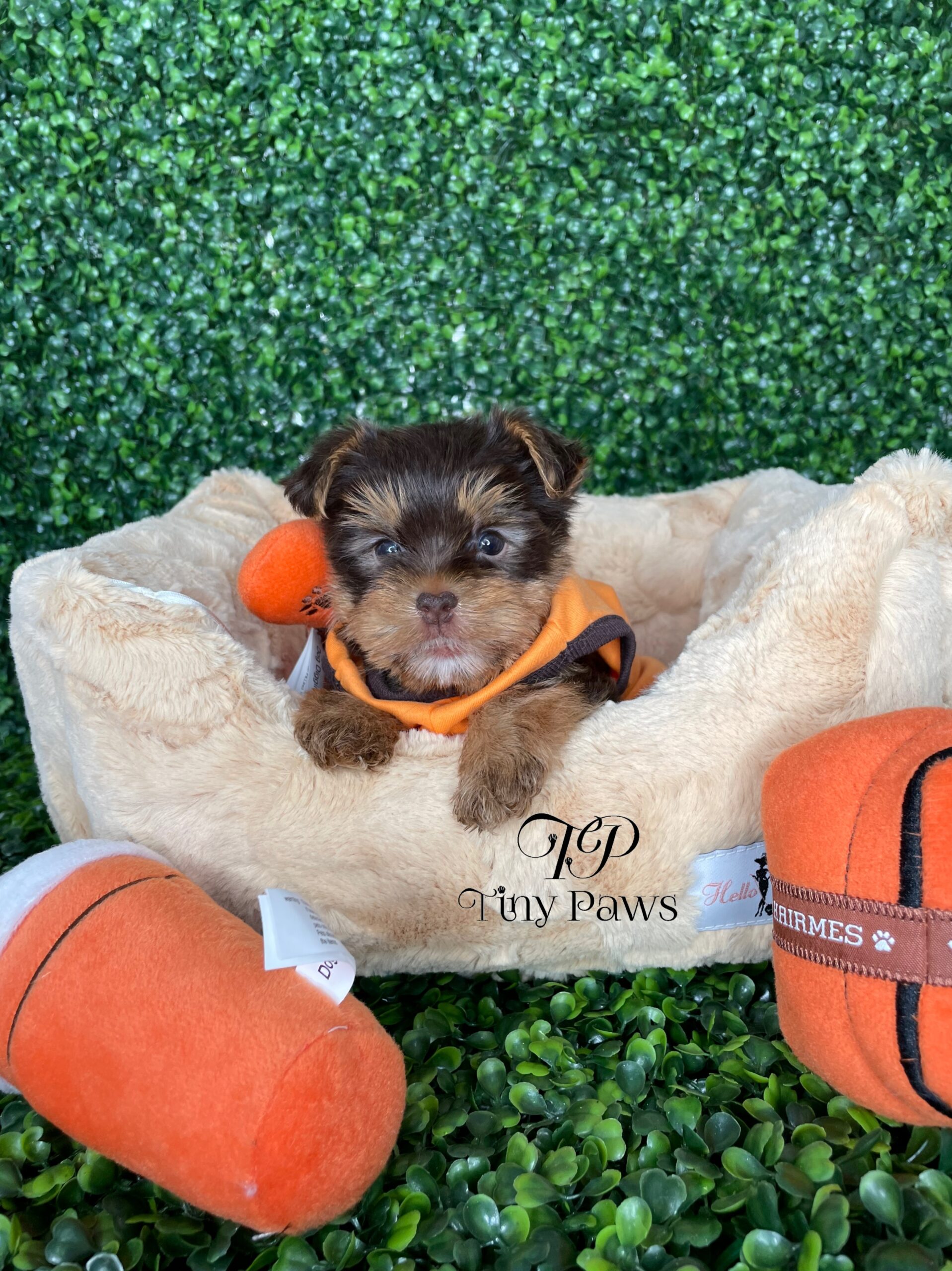 Eric Tiny Chocolate Teacup Yorkie Puppy Tiny Paws