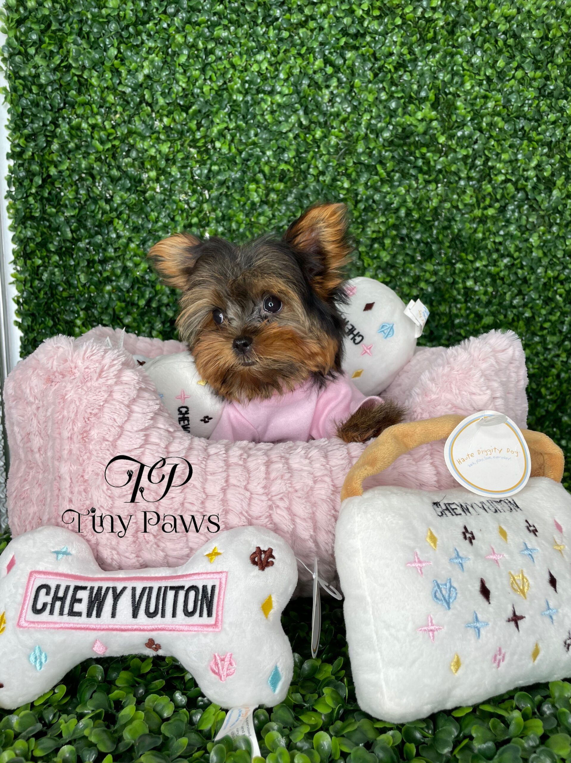 Jackie Tiny Teacup Yorkie Puppy Tiny Paws