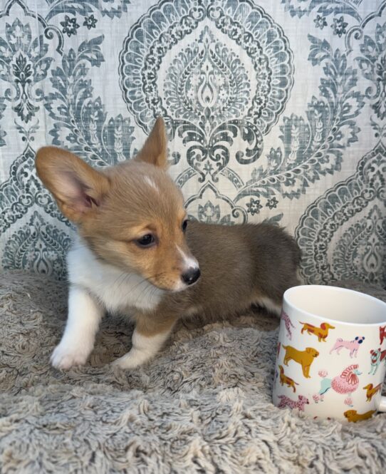 Puppies For Sale Ruckersville & Franklin, VA Tiny Paws