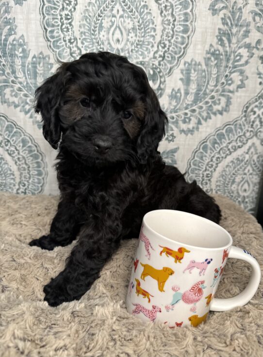 Puppies For Sale Ruckersville & Franklin, VA Tiny Paws