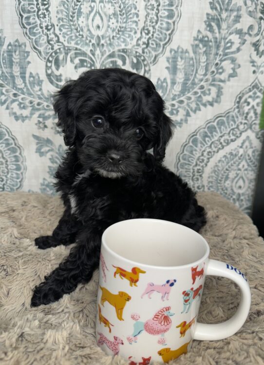 Puppies For Sale Ruckersville & Franklin, VA Tiny Paws