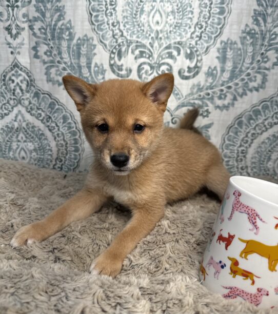 Shiba Inu Puppies For Sale Tiny Paws