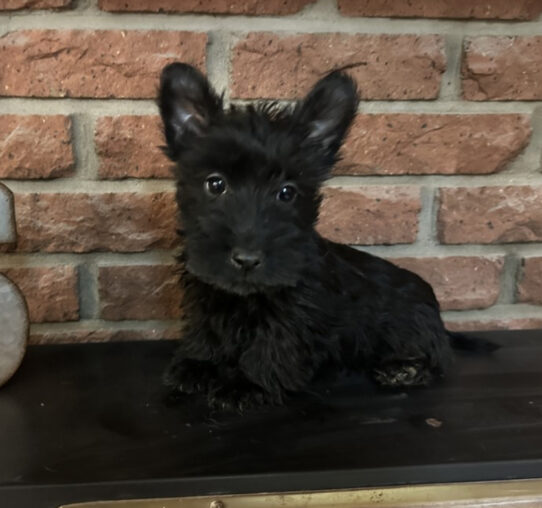 Puppies For Sale Ruckersville & Franklin, VA Tiny Paws