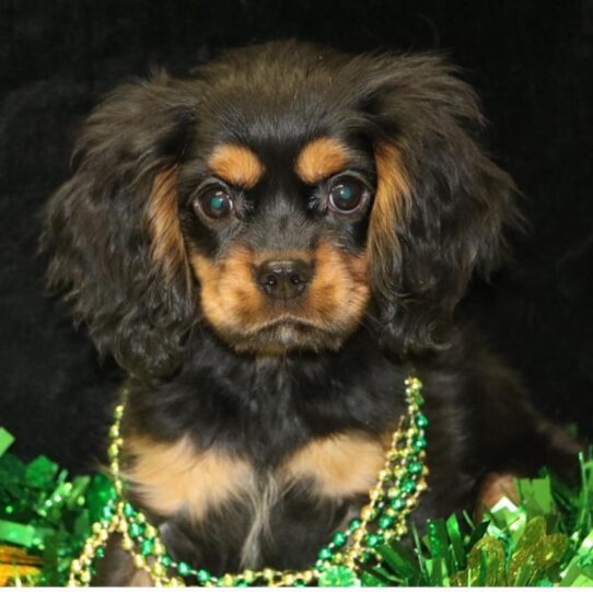 Puppies For Sale Ruckersville & Franklin, VA Tiny Paws