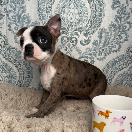 Puppies For Sale Ruckersville & Franklin, VA Tiny Paws