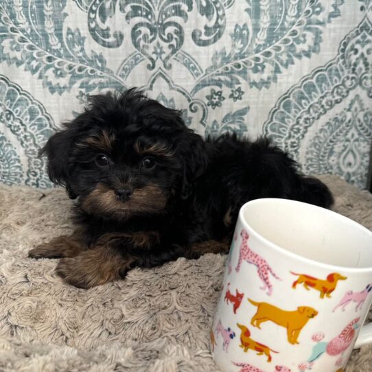 Puppies For Sale Ruckersville & Franklin, VA Tiny Paws