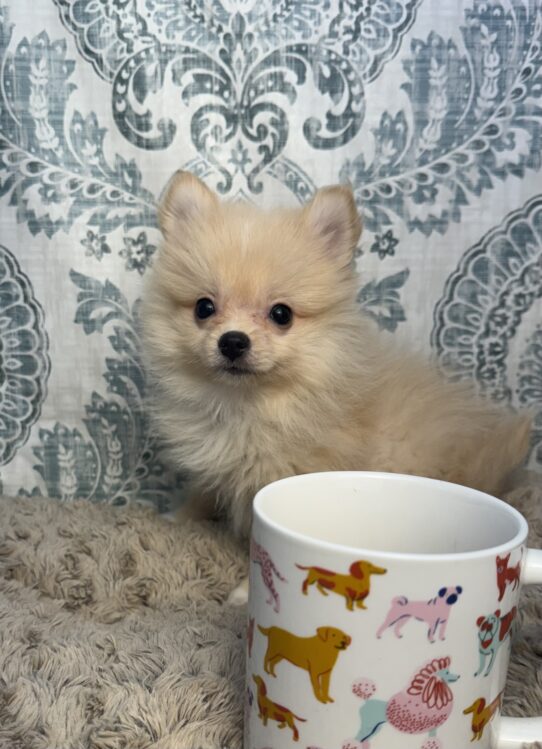 Puppies For Sale Ruckersville & Franklin, VA Tiny Paws